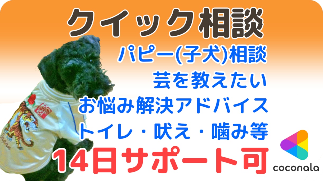 愛犬クイック相談★14日サポートできます 愛犬と楽しく笑顔で暮らせるお手伝い♪子犬からシニア犬まで イメージ1