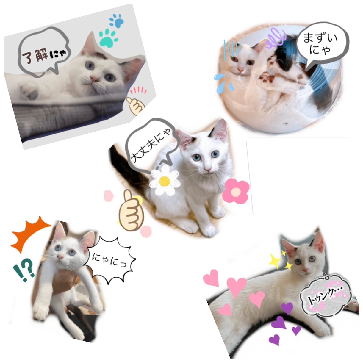 ペットのオリジナルLINEスタンプを作成します 【最安値】世界に一つだけのオリジナルLINEスタンプを！ イメージ1