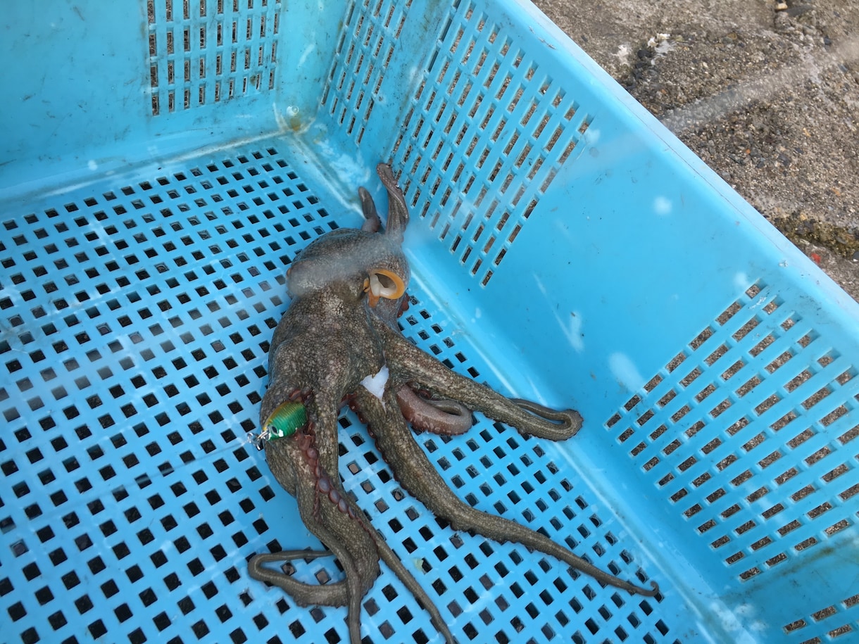 釣りのことならなんでも聞いてください！！ イメージ2
