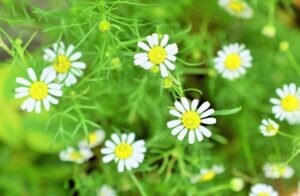アロマに興味がある方に最適なスタートをご提案します アロマ初心者の方にオススメ！アロマ薬剤師がサポート イメージ3