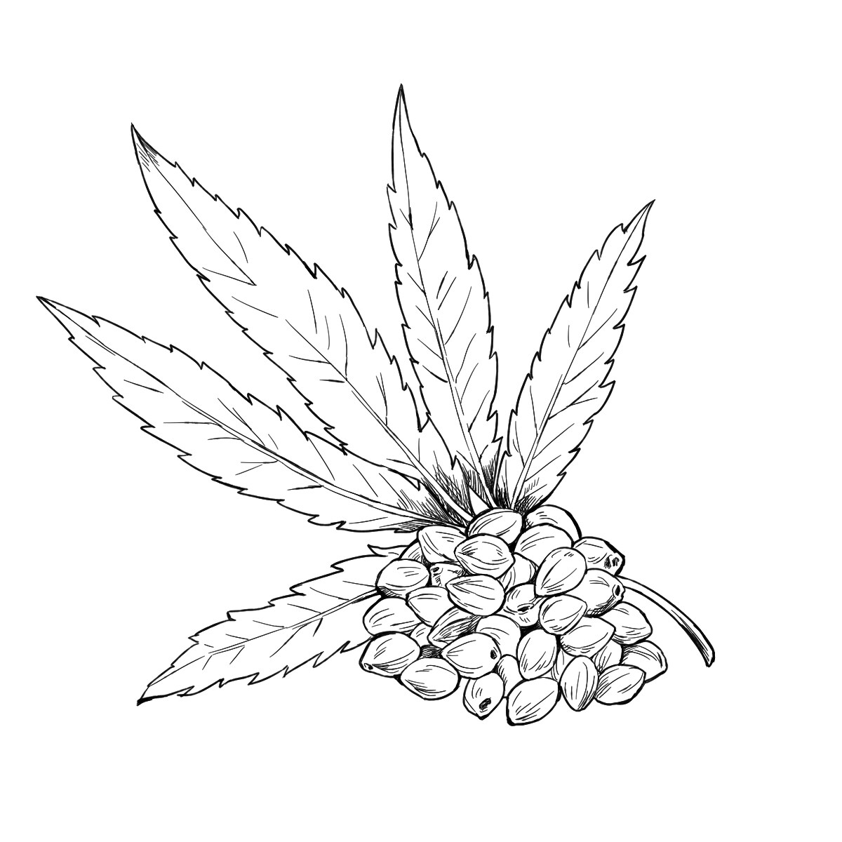 綺麗でお洒落なボタニカルイラストを作成します プレゼント・デザインのアクセントに美しい植物のイラストを！ イメージ9