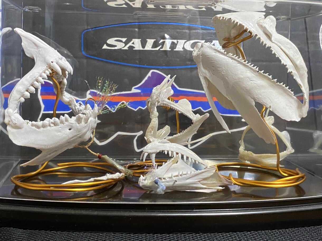 簡単に作れる釣り上げた魚の歯型標本の作り方教えます 釣り上げた魚を食べるだけではなく記念として形に残しませんか？ イメージ1