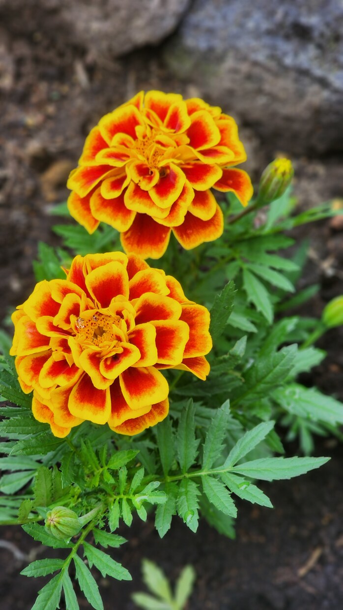 お花などを中心的に撮ってます 道端の花も野花であれば雑草でもある イメージ8
