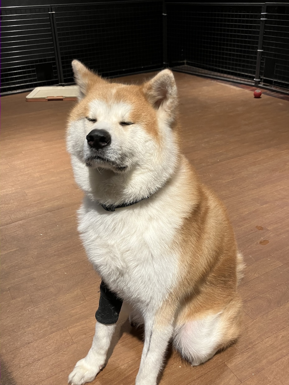 癒しや元気を与えられるよう全力で寄り添います 悩んでいるのは、ちゃんと生きてる証拠ですよ イメージ2