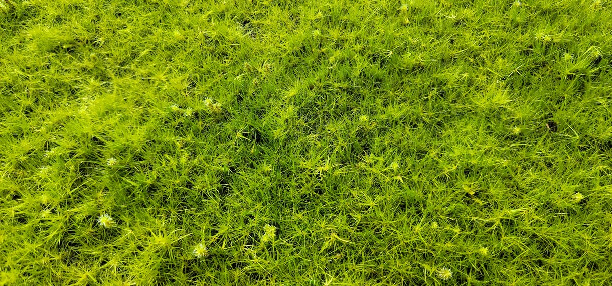 苔の育て方教えます 苔農家直伝！苔の悩み相談してください イメージ1