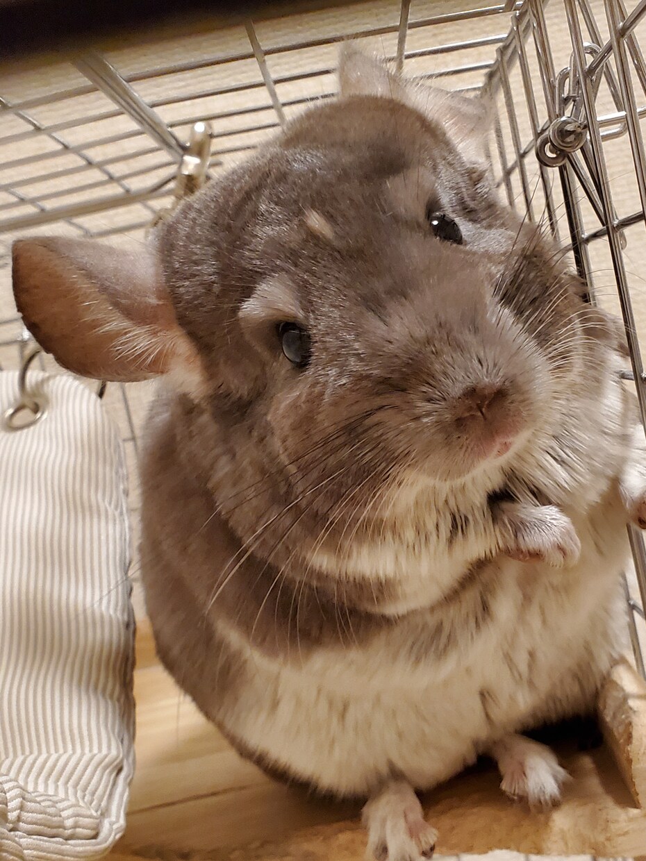 電話でお話しませんか❁*.ﾟなんでも聞きます ちょっとでも元気になれるように、癒しになります︎و* イメージ3
