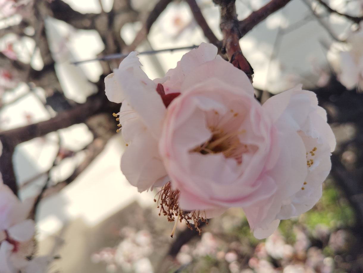 結婚したいなあ〜と思っているあなた連絡待っています もうそろそろ結婚したいなあ〜と思っている貴方へ結婚の近道伝授 イメージ3