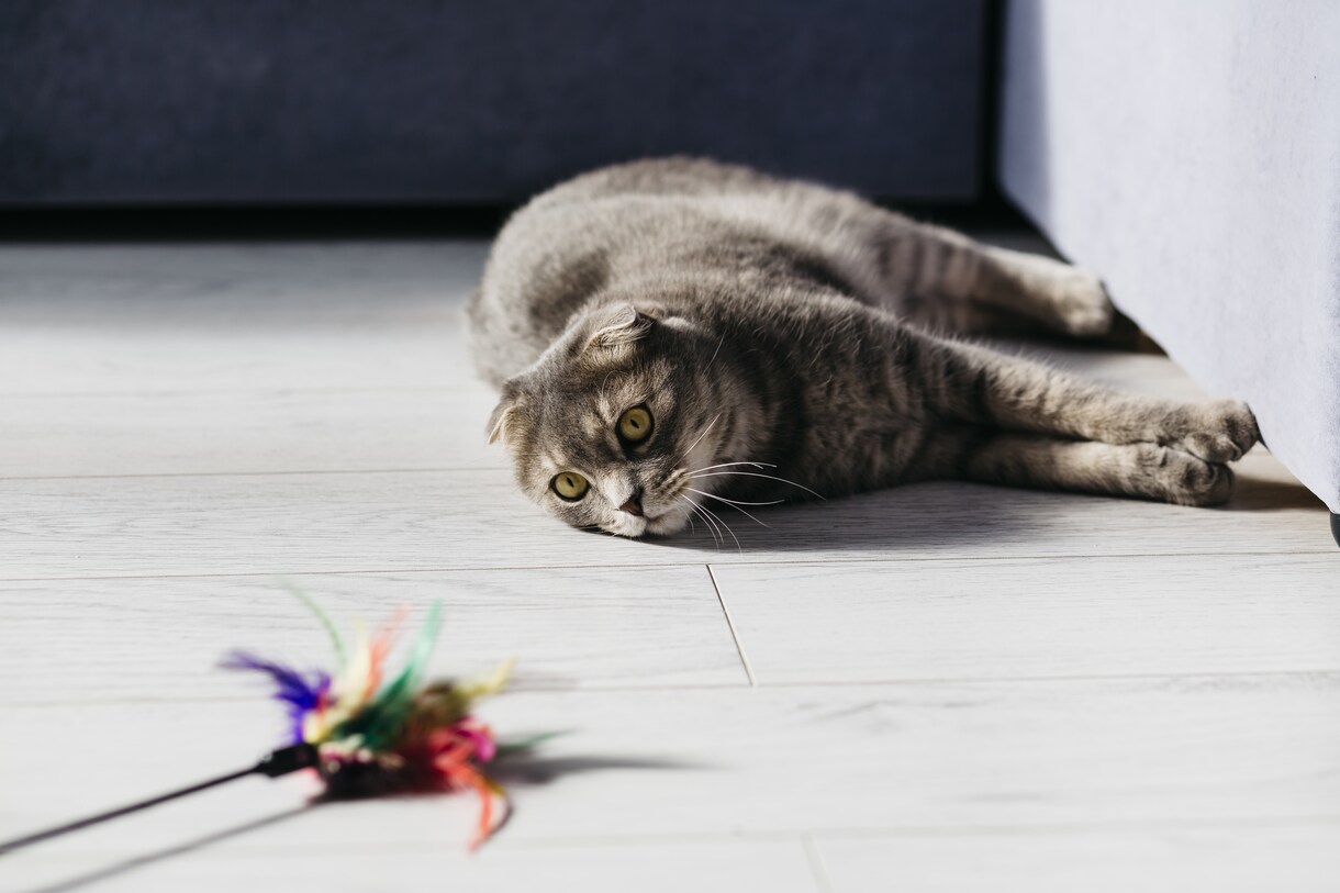単純に猫が相談に乗ります 悩んだら猫に話してごらんにゃさい イメージ1