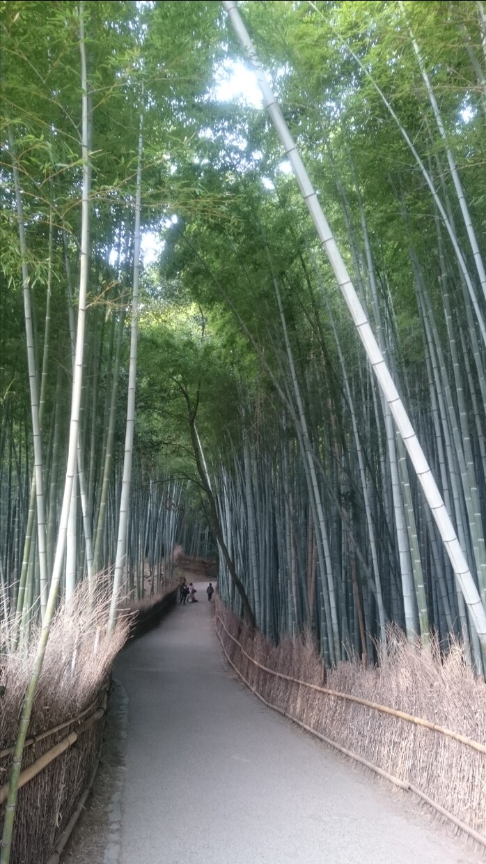 京都の写真送ります！名所の絶景写真たくさんあります 京都在住の自称カメラマンです！膨大な写真の中から5枚送ります イメージ5