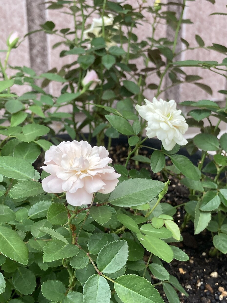 家庭菜園の野菜の悩み、なんでも解決します 害虫、病気、肥料、道具の選び方、なんでも答えます。 イメージ3