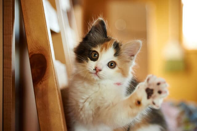 ペットのお話聞きます 皆さまのペット自慢聞かせてください♪ イメージ4