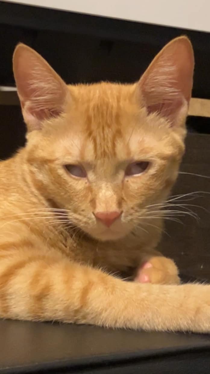 うちの子がいちばん！愛猫の自慢話聞きます 愛猫とのエピソード、特技、猫愛なんでもお話しください♪ イメージ6