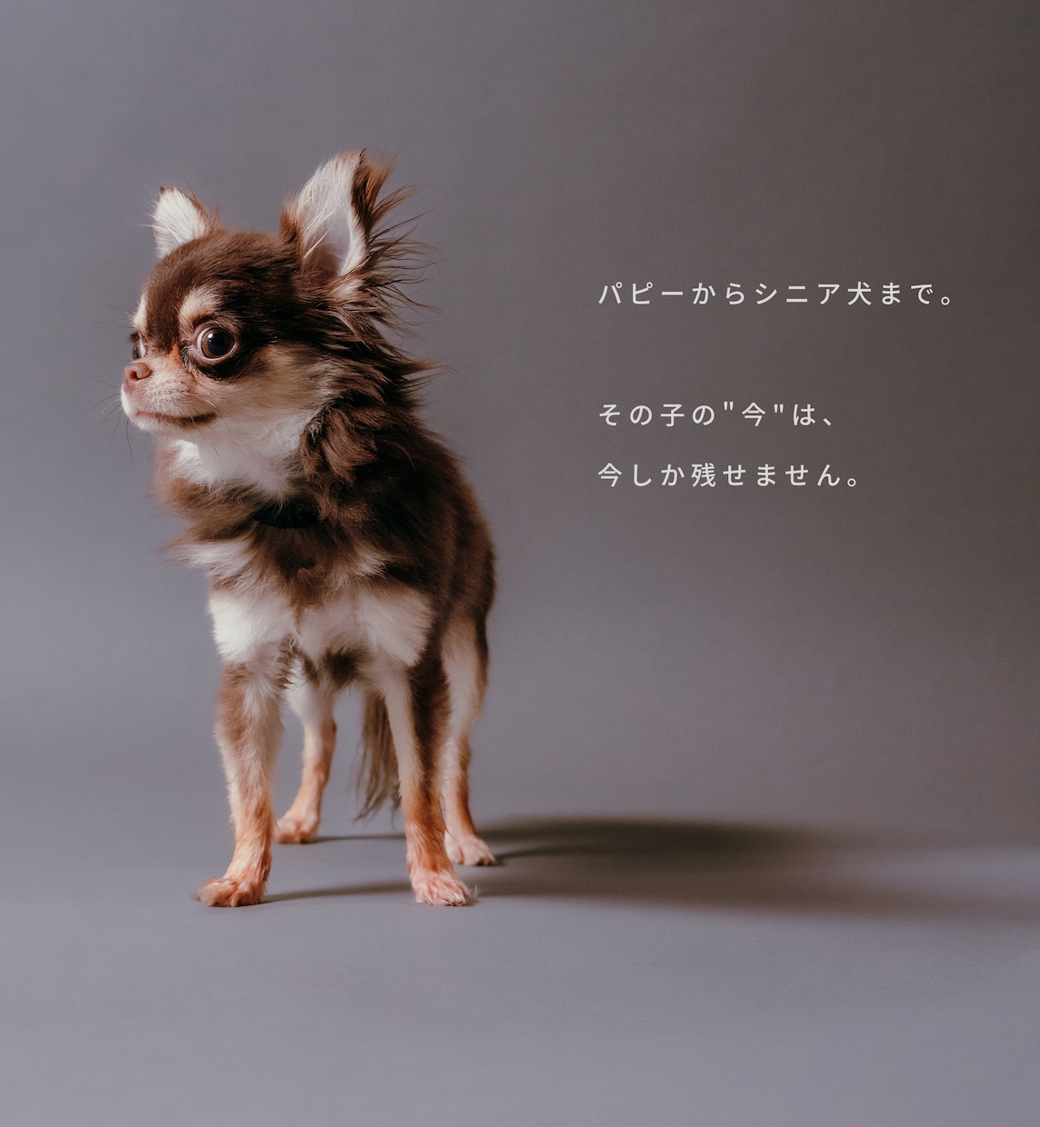 愛犬・ペットを自然な表情で出張撮影します 遊ぶ姿も、見つめる表情も、その子らしさを一枚に。 イメージ6