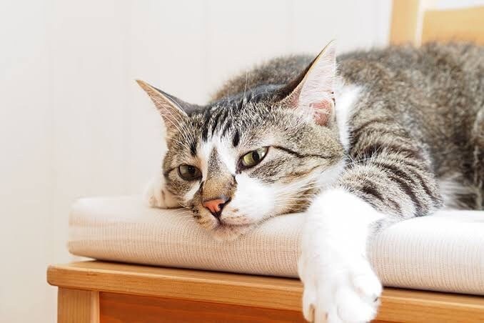 悩み、愚痴を聞きます 人の話を聞き、ストレスの緩和に協力 イメージ1