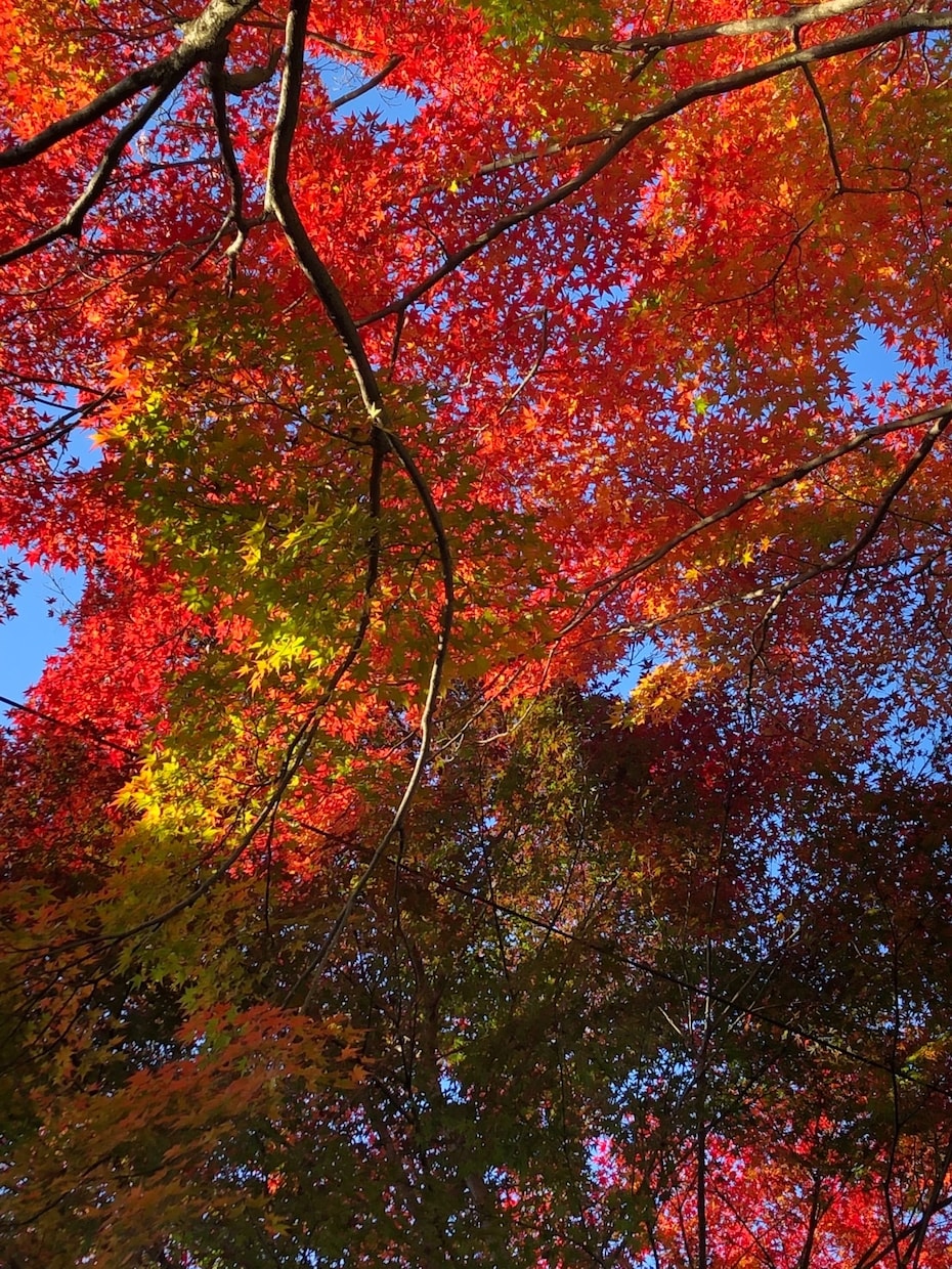何でも聞きます。ます 話しを聞く仕事をしています。少しでも力になれたら良いです イメージ4