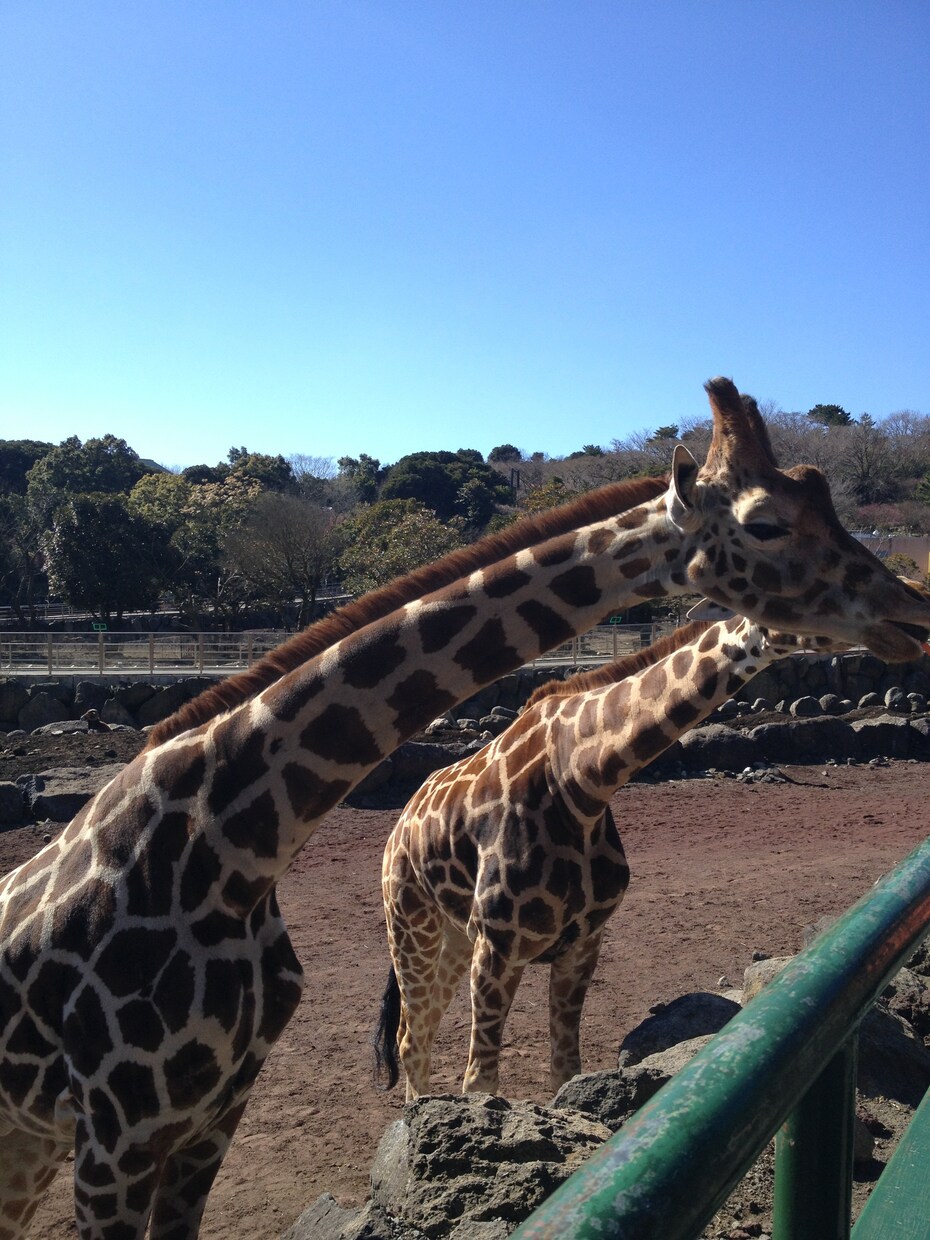 オススメ動物園、プランを提案致します イベントプランナーがあなたの旅をサポート‼︎ イメージ2