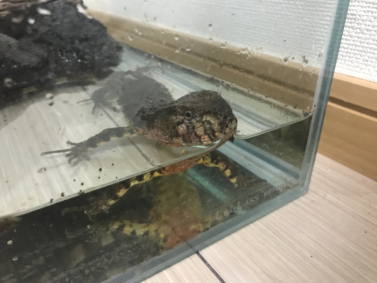 爬虫類、両生類の飼育方法を飼育員目線で教えます 生体が餌を食べない、大きくならないと感じたあなたへ！ イメージ2