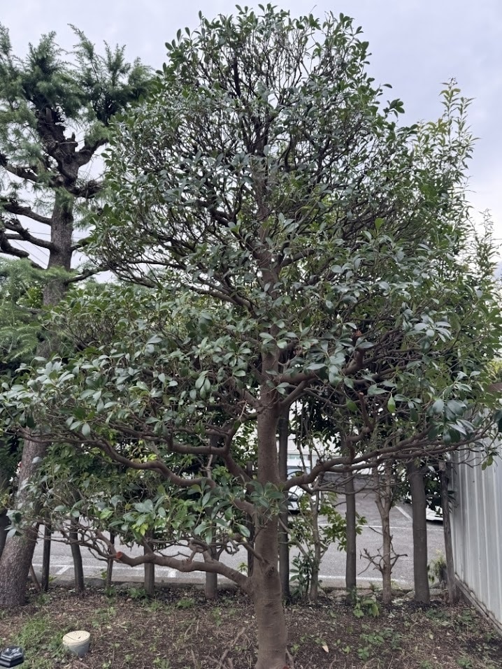 庭木の剪定、写真で相談できますます この木、切っていい？写真で解決 イメージ4