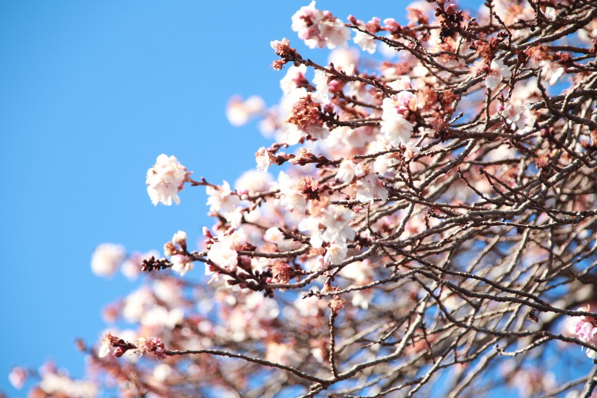 花や風景の写真販売します 癒されたい画像を使いたい方に！ イメージ1