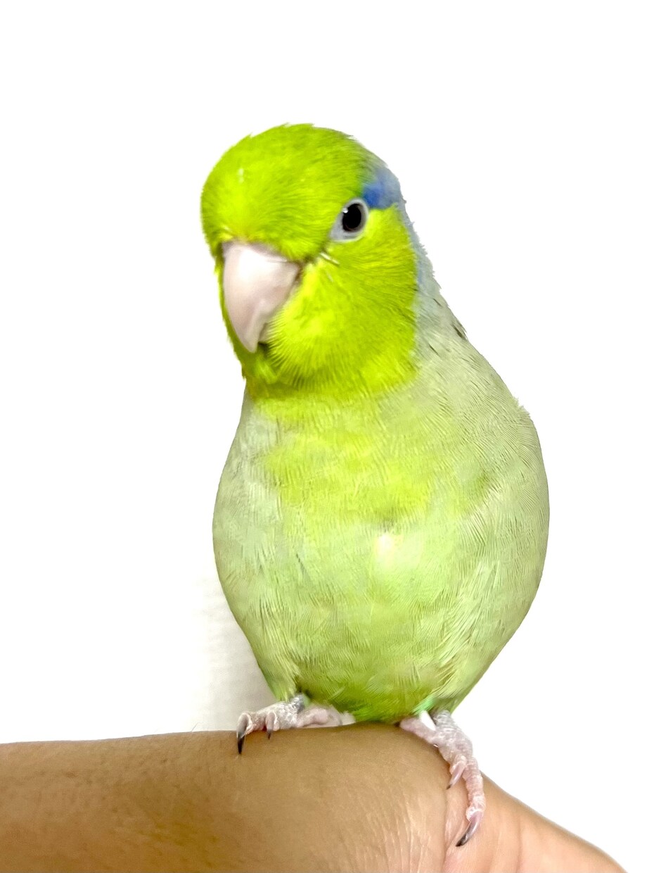 関西弁セラピストがあなたの笑顔再生屋さんになります 今日がどんな日でも　愚痴でも悩みでも不安でも　独りやないで✨ イメージ3