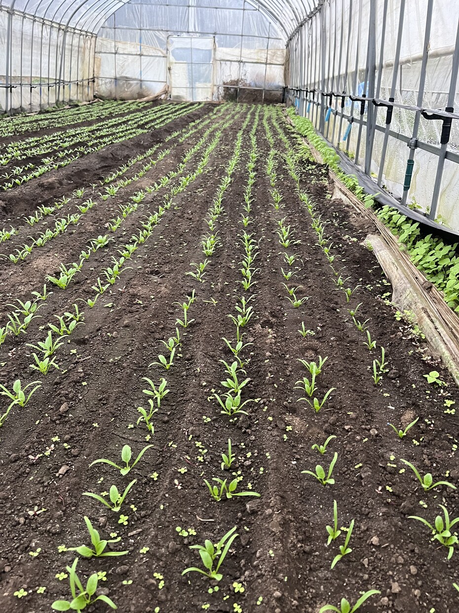 土壌医の家庭菜園のコツ！ご相談に乗ります 〜土壌医が教える〜『理屈が分かると楽しい！家庭菜園のコツ』 イメージ4