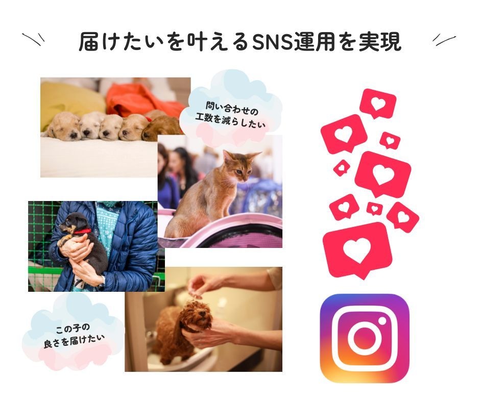 モニター価格※ペット事業のSNSスタートさせます 販売の見せ方、アカウント運用など理想をペットのプロが叶えます イメージ3