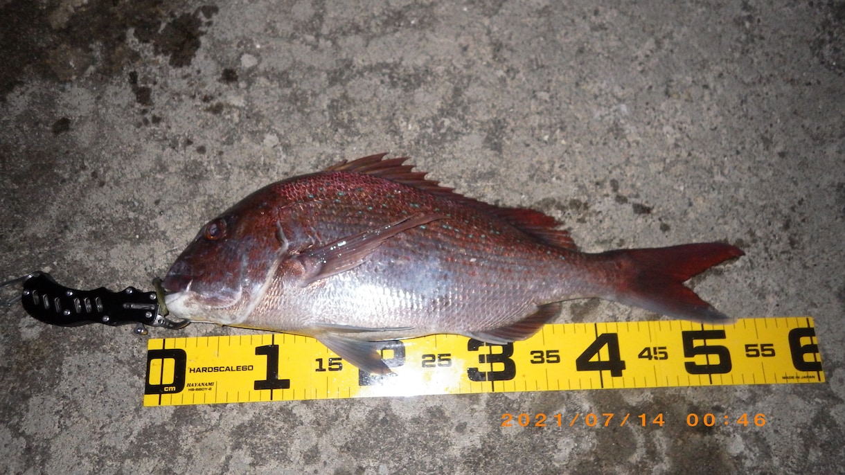 海釣りで魚を釣りたい初心者の方へコツ教えます ファミリーフィッシングでお子さんに魚を釣らせたい方なども イメージ4