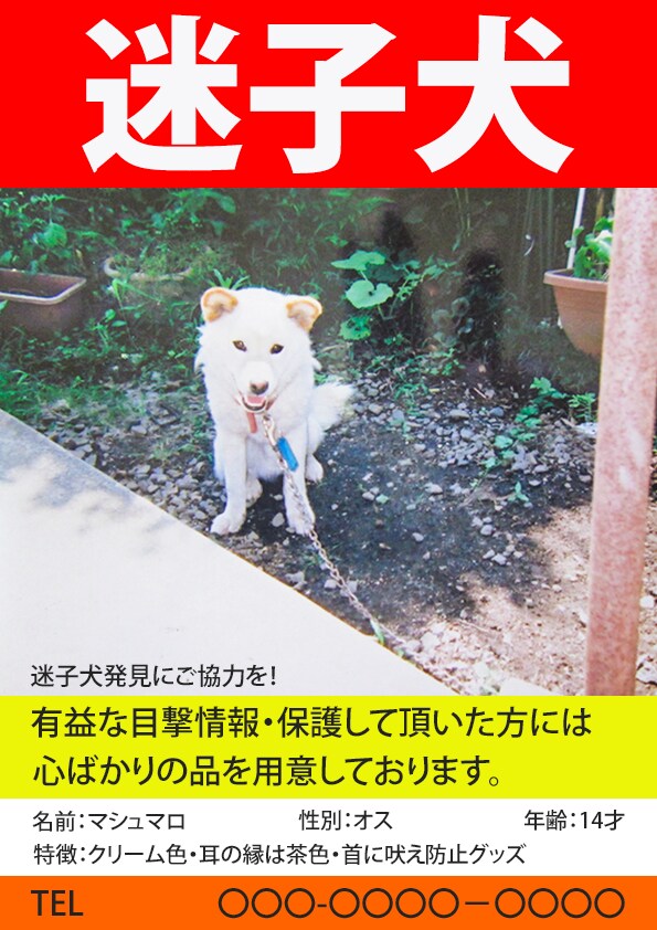 写真を使った迷子のペットポスターを作成します 「大切な家族を探すお手伝いを、心を込めてデザインします」 イメージ1