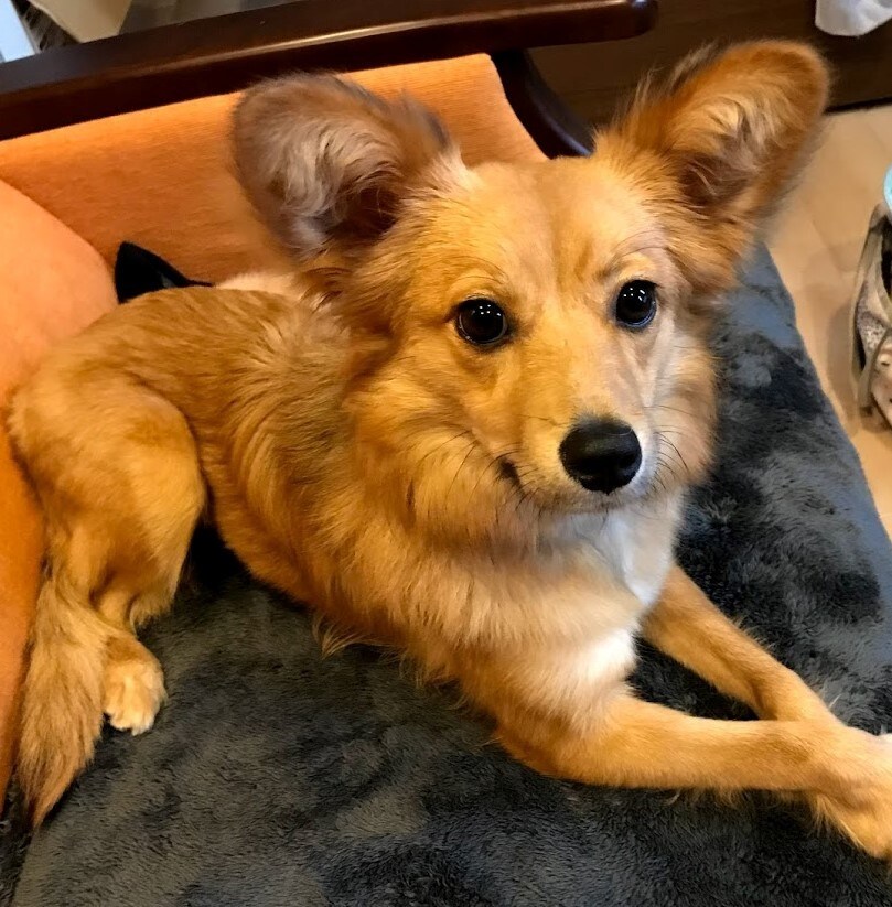 ワンちゃんを迎える前の相談に乗ります CPDT-KA認定ドッグトレーナー　現役犬のようちえんの先生 イメージ1