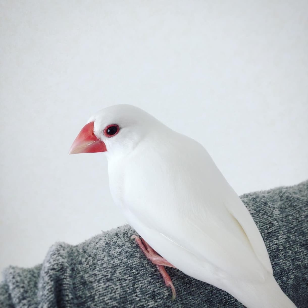 小鳥さんの飼育相談、ダイエット相談、承ります 文鳥さん、錦華鳥さん、十姉妹さん、フィンチ専門ブリーダーです イメージ1