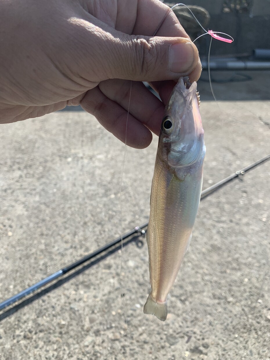淡路島の良い釣り場教えます メッチャ釣れて人が少ないです。 イメージ1