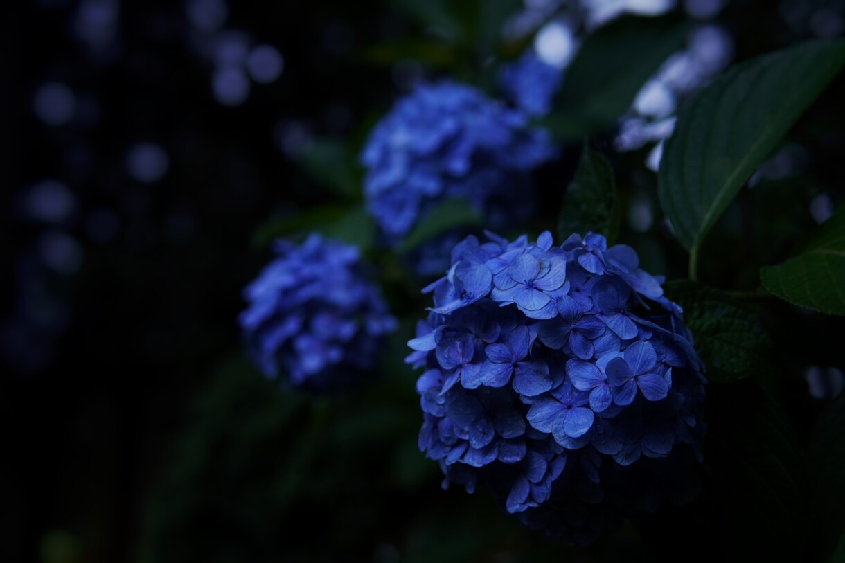 京都市内でプロフィール画像を撮影します SNSやビジネス用のプロフィール画像を丁寧にお撮りします イメージ3