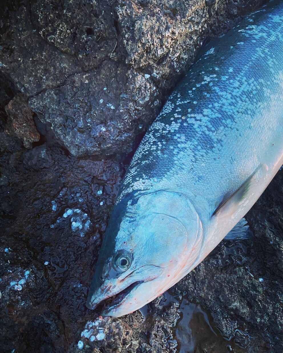 海サクラマスの釣り方教えます 北海道で海サクラマスを釣ってみたい方にお教えします！ イメージ1