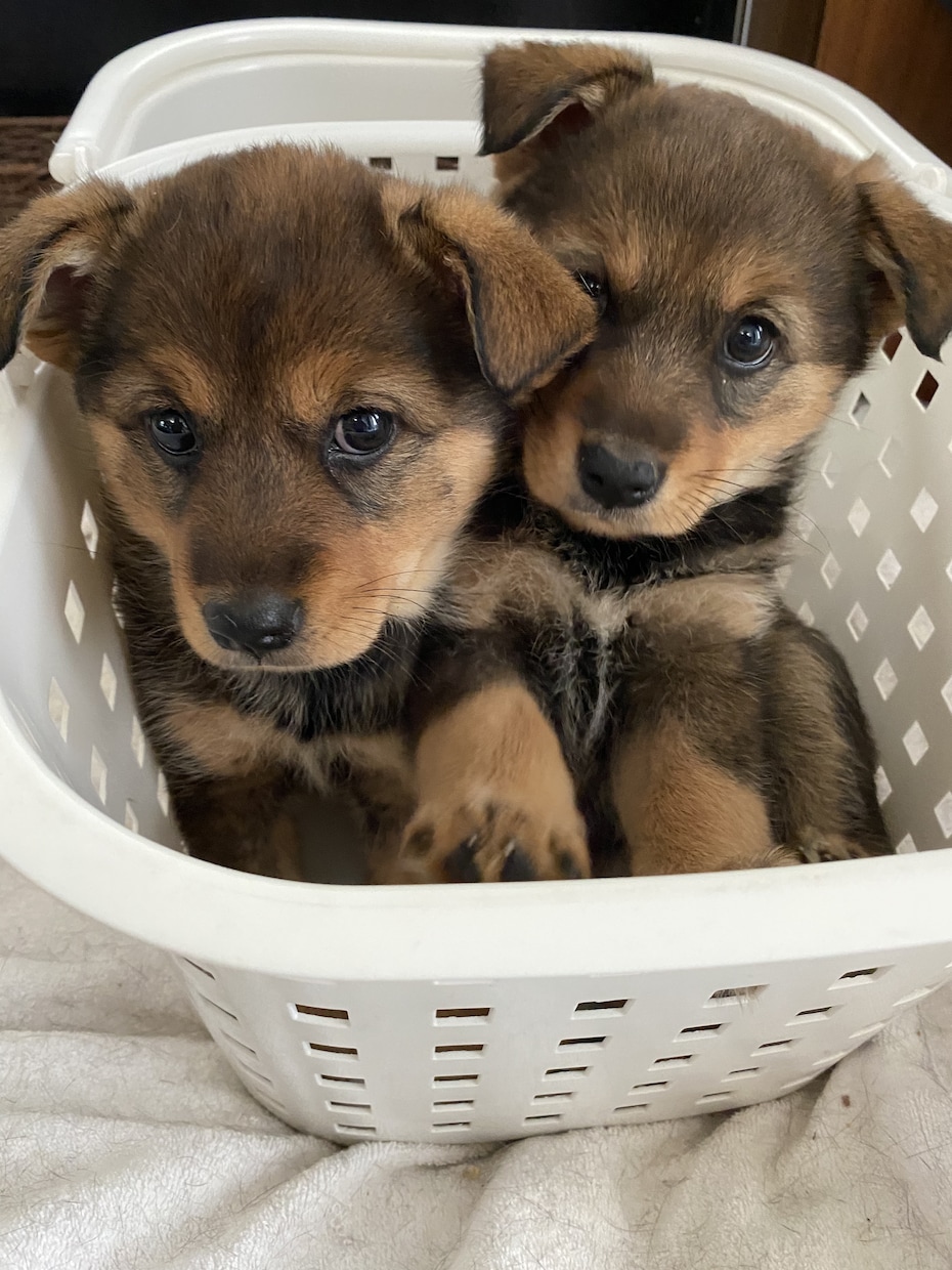 保護犬を飼うかどうか迷っている人の相談に乗ります 保護犬って何？　ペットショップとの違いは？　我が家に合う犬 イメージ3
