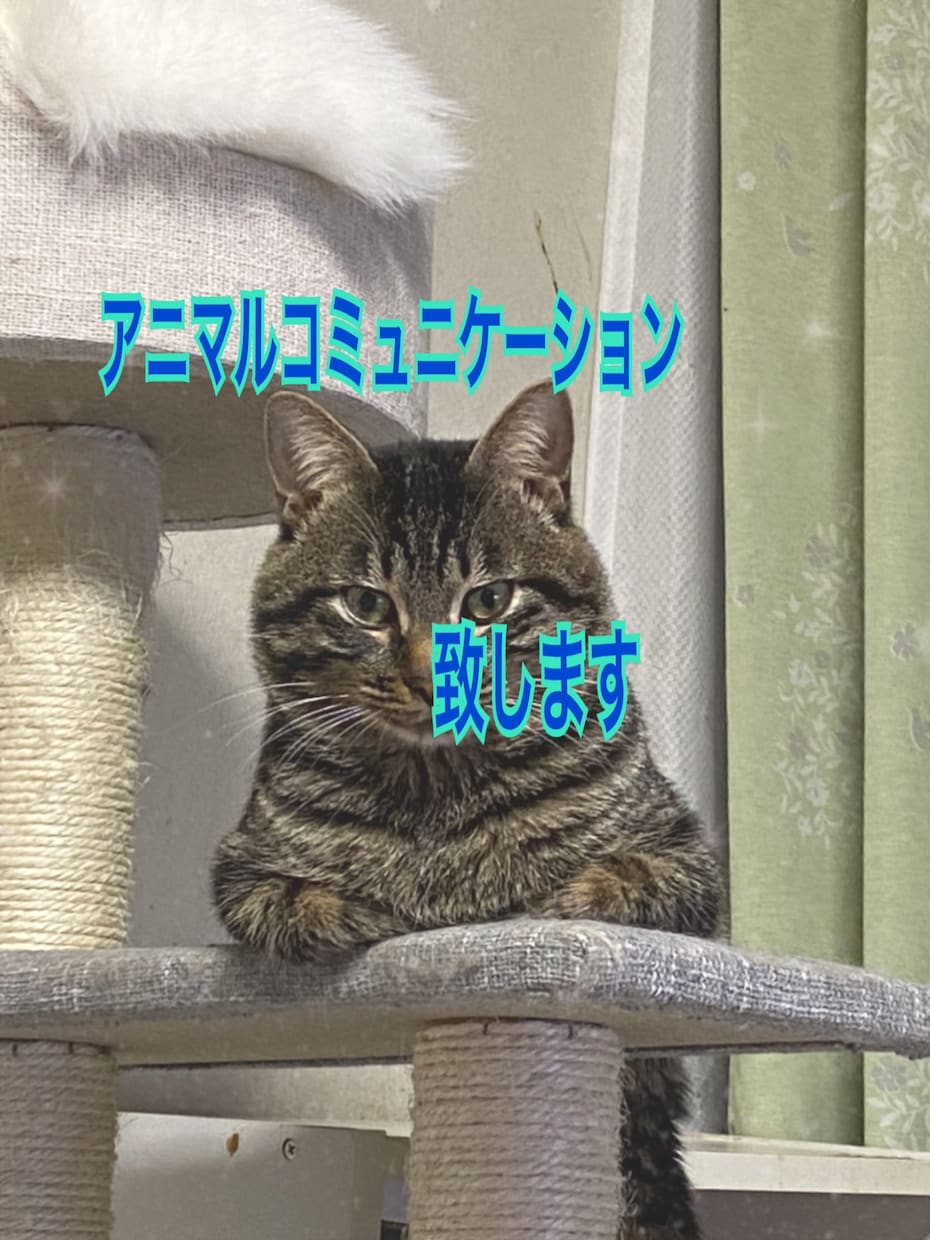 愛するペットのお気持ちを聞きます 愛するペットちゃんのお気持ち深く知りたくないですか？？ イメージ1