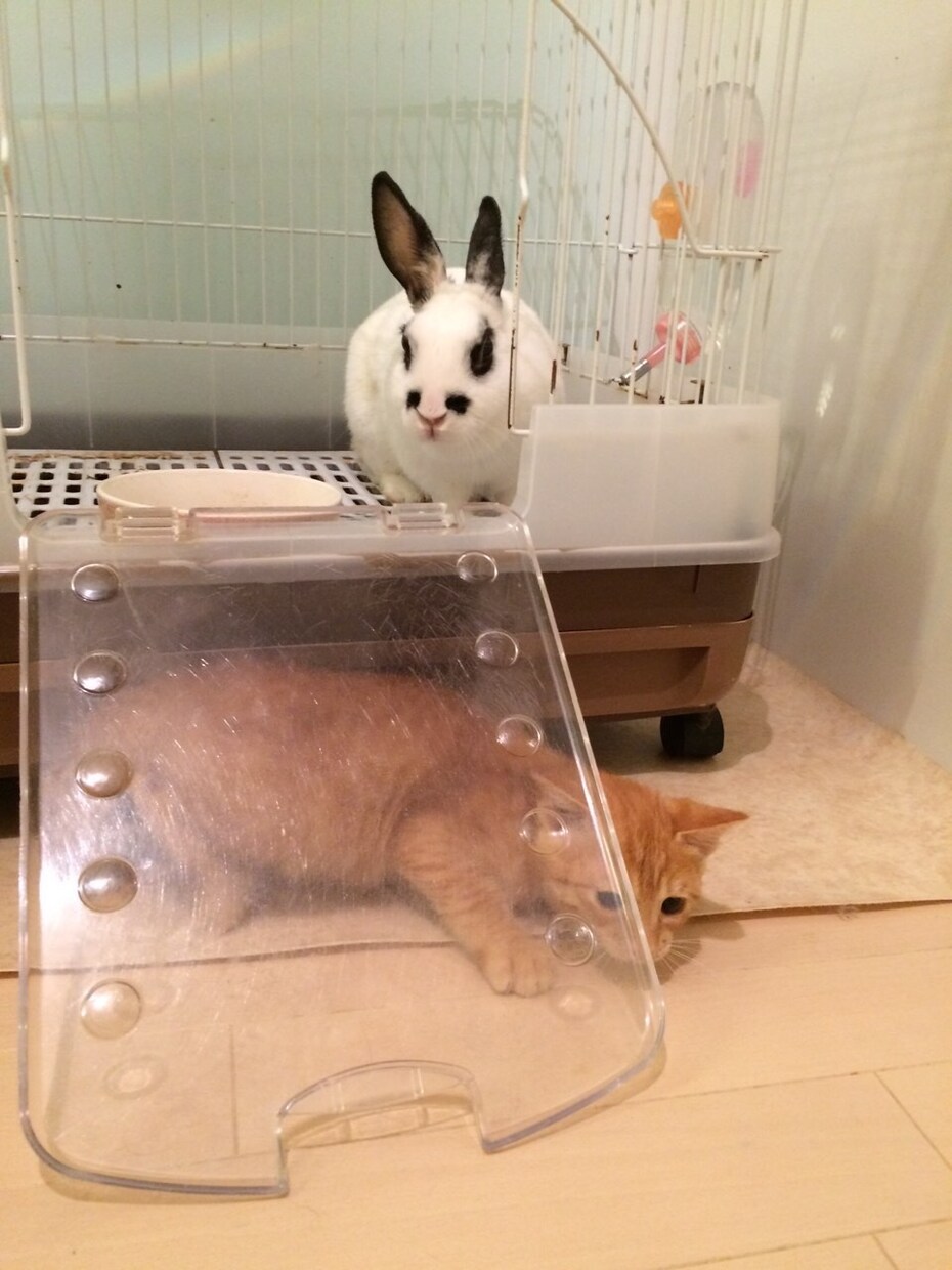 愛犬・愛猫など貴方のペットの気持ち霊視鑑定します お家・天国にいる貴方のご家族のペットちゃんの気持ちを視ます。 イメージ6