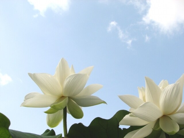 花咲き実成る方位鑑定を致します あなたの目的、目標、願い… へ向かって行動してみませんか イメージ1