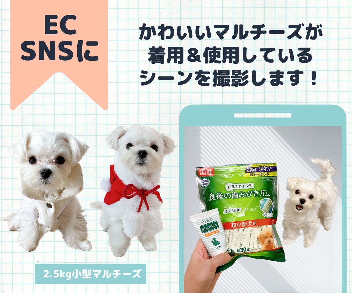 EC･SNSに！犬製品を着用撮影します 写真＆動画OK 可愛いマルチーズが着用＆使用します！ イメージ2