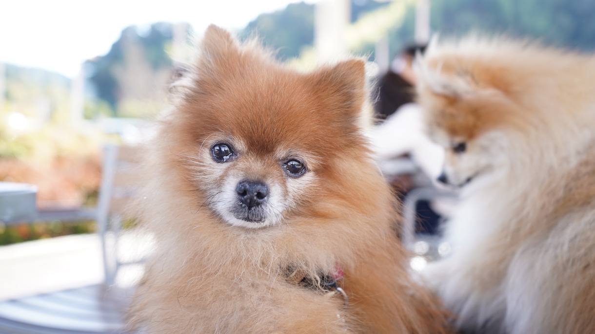 全画像納品！愛犬との家族写真撮影します 愛するわんちゃんとの思い出を残しませんか？ イメージ6