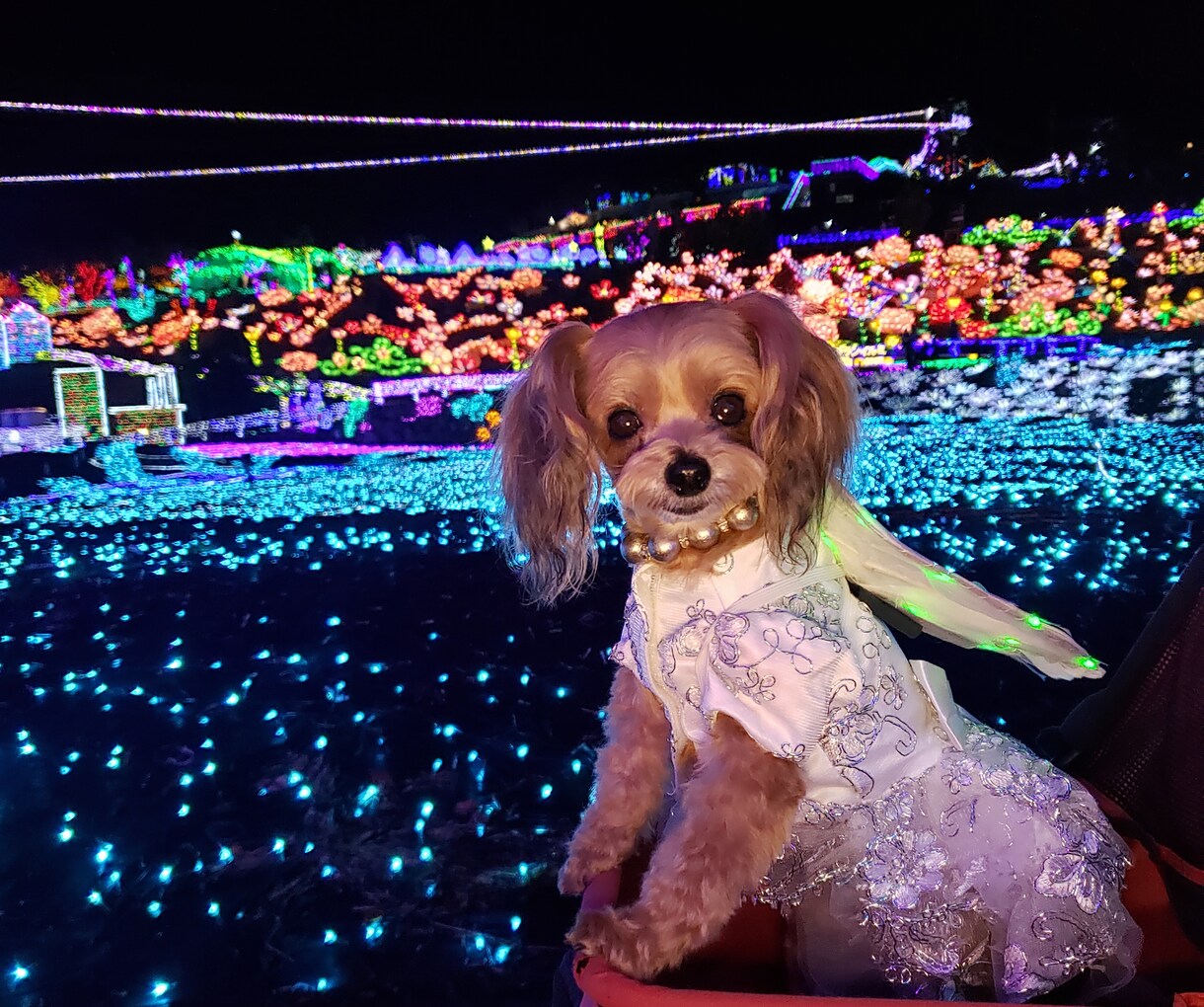 楽しくワンコにしつけと技を教えられます お座りから吠えろまでモデル犬に必要なスキル習得が出来ます イメージ6