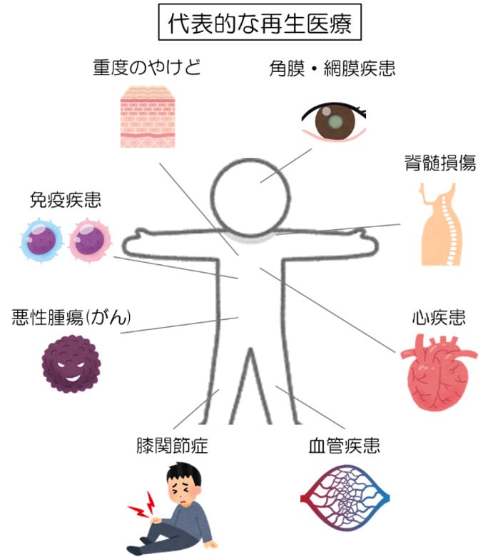 最先端の幹細胞を使った再生医療について説明します 再生医療の研究をしているので最新の情報を提供します イメージ1