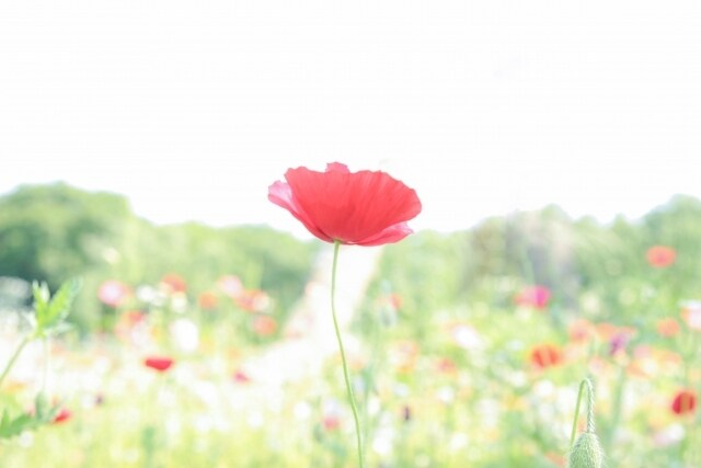 お心・感情を受けとめ癒して解放します 【★繊細で、癒しきれない感情や気持ちを抱えている方へ★】 イメージ3