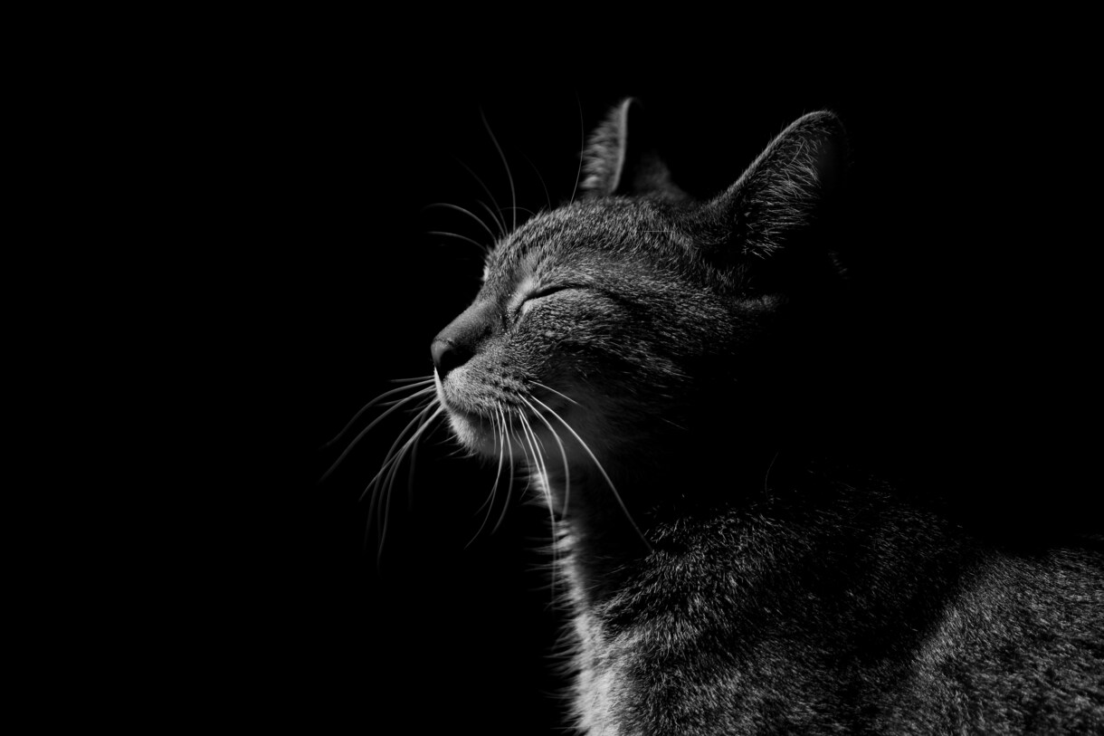 画像加工のお悩みフォトショで解決レクチャーします 画像加工の手順をレクチャー動画（解説付き）にして納品致します イメージ2
