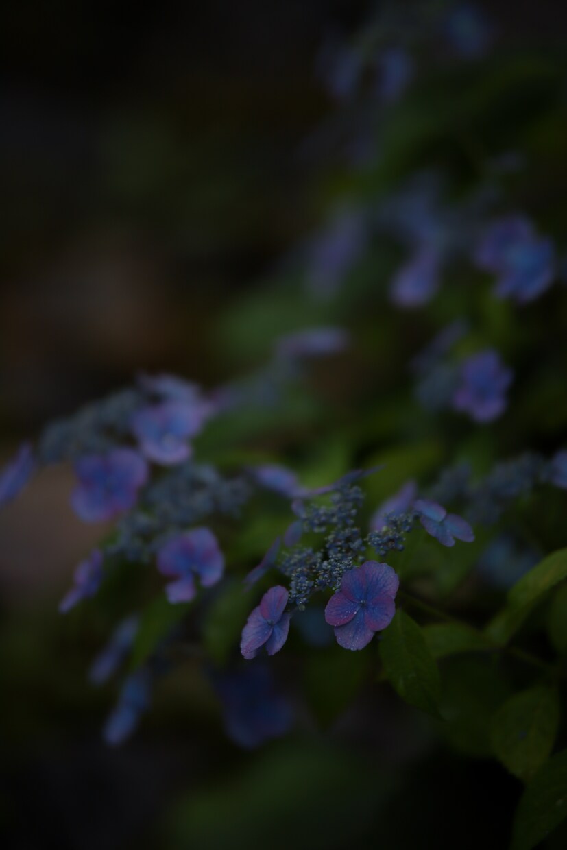 一眼レフで季節のお花を撮ります 季節に沿ったお花を一眼レフカメラで撮り提供します！ イメージ5