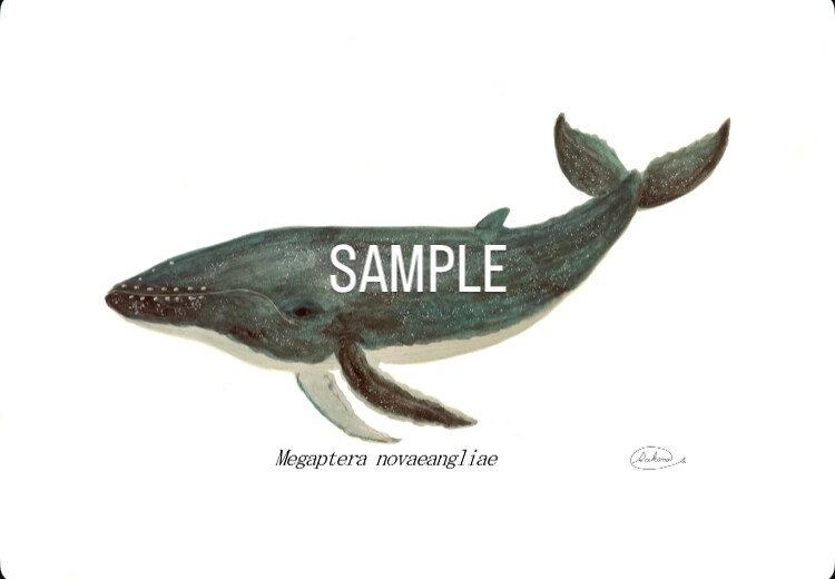 くじら、シャチ、魚類等のイラスト描きます 水生生物の絵を描くのが得意です★他サイト様でも販売実績あり★ イメージ4