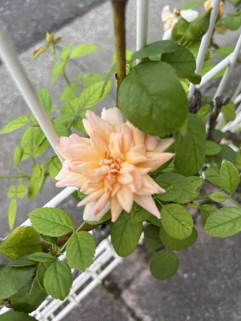 おねーさんでよかったらお相手させて頂きます アレコレめんどくさく考えてないで、言葉に出すのが1番です！ イメージ3
