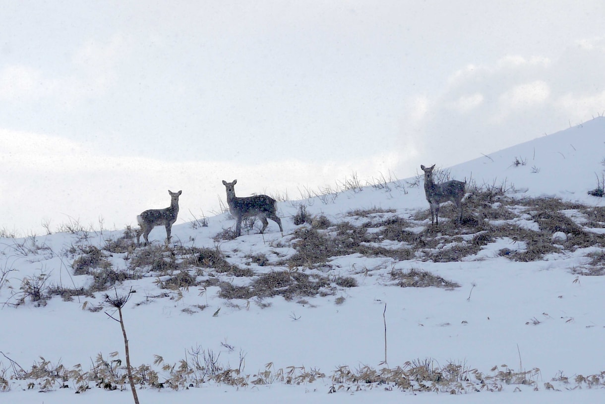 写真を自然で美しく仕上げます 風景・野生動物・フォトコン作品を丁寧に編集します イメージ1