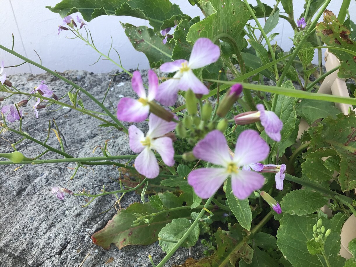 フラワーエッセンスセラピーのカウンセリング致します 可憐な野草の癒しを貴方に　悩み事ご相談下さい。 イメージ5