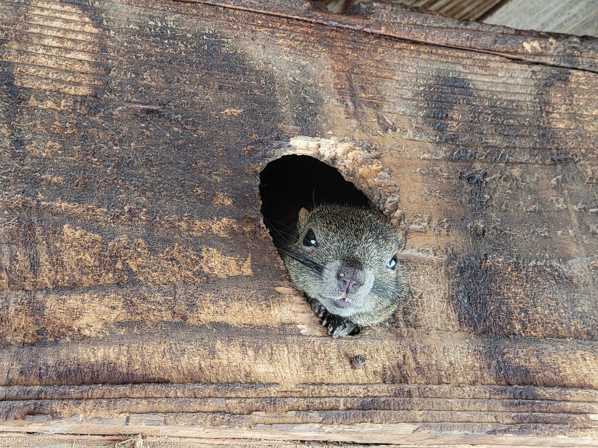 自然の風景と、たまに動物が紛れます 自然の癒し、掛け替えのない風景大地の雄大感。出会う動物たち イメージ3