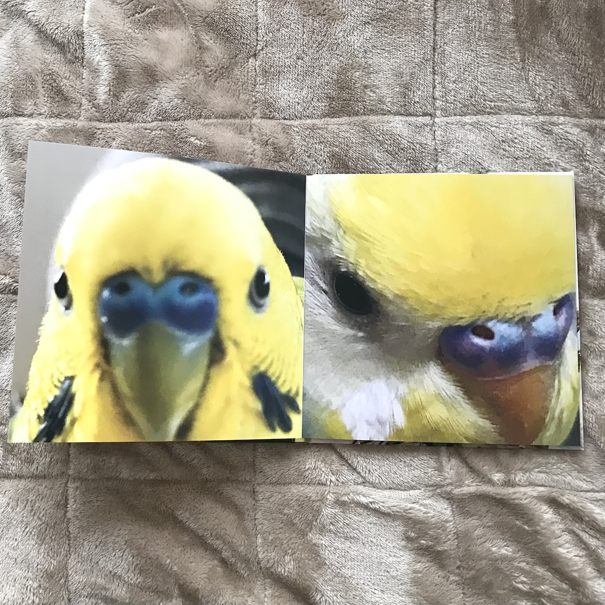 写真集のご制作致します ペットの写真集、記念日の写真集等ご制作致します。 イメージ2